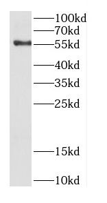 Cdc14B Antibody - BSA Free