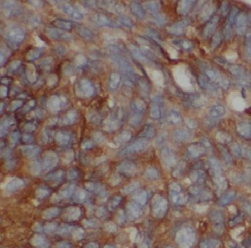 CPR8 Antibody - BSA Free
