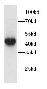 cyclin-I2 Antibody - BSA Free