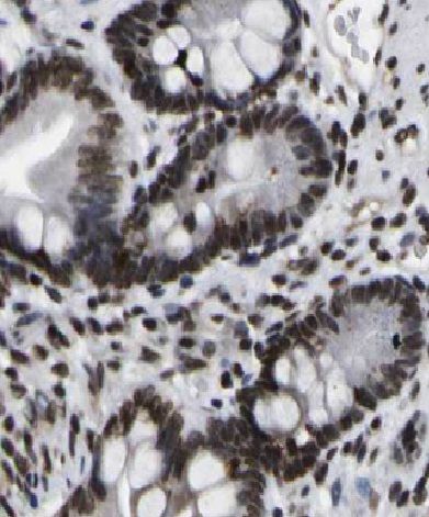 cyclin-I2 Antibody - BSA Free