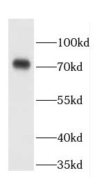 CCDC93 Antibody - BSA Free