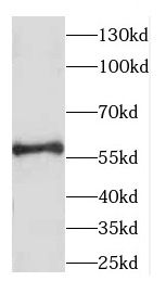 CCDC65 Antibody - BSA Free