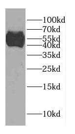 CCDC62 Antibody - BSA Free