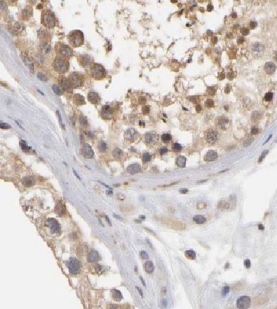 CCDC62 Antibody - BSA Free