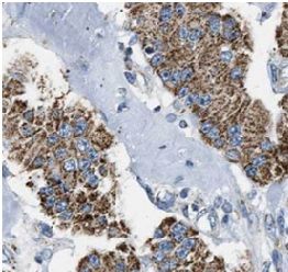 CCDC56 Antibody - BSA Free