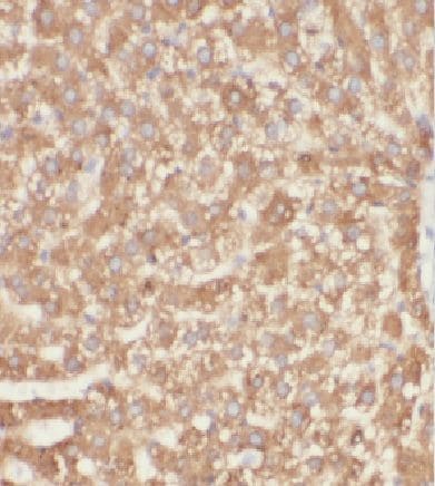 coiled-coil domain containing 53 Antibody - BSA Free