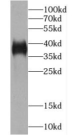 Ymer Antibody - BSA Free
