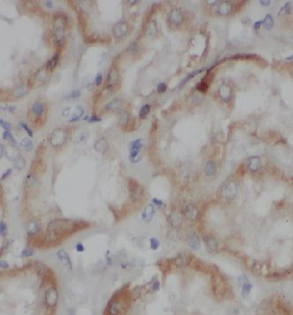 Ymer Antibody - BSA Free