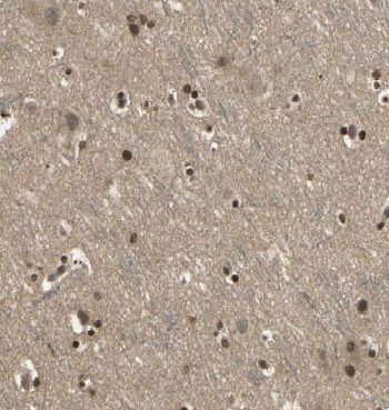 CCDC42 Antibody - BSA Free