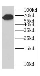 CCDC158 Antibody - BSA Free