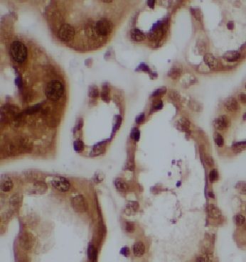 CCDC158 Antibody - BSA Free