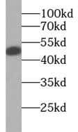 CCDC153 Antibody - BSA Free