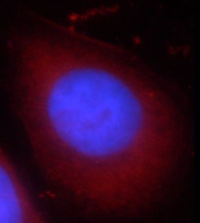 CCDC153 Antibody - BSA Free