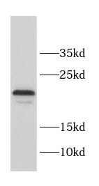 CCDC12 Antibody - BSA Free