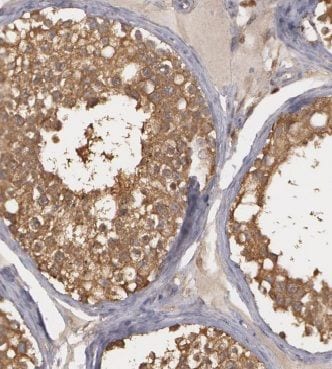 CCDC105 Antibody - BSA Free