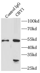 PGEA1 Antibody - BSA Free