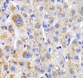 CBLB Antibody - BSA Free
