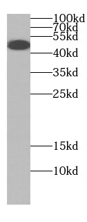 CPA5 Antibody - BSA Free