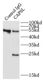 CAPSL Antibody - BSA Free