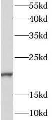 CALML6 Antibody - BSA Free
