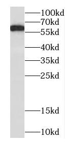 CABC1 Antibody - BSA Free