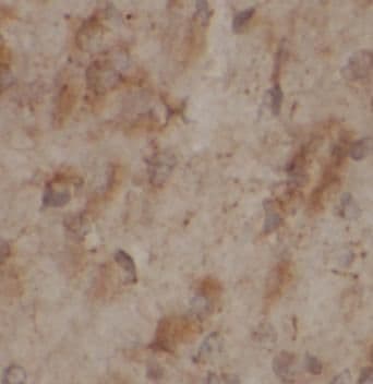 CA11 Antibody - BSA Free