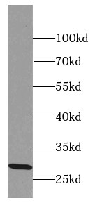 EQTN Antibody - BSA Free
