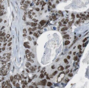 CPED1 Antibody - BSA Free