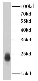C7orf50 Antibody - BSA Free