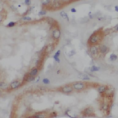 CYREN Antibody - BSA Free