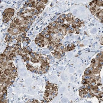 ERMARD Antibody - BSA Free