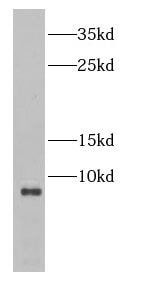 CENPW Antibody - BSA Free