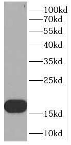 OARD1 Antibody - BSA Free