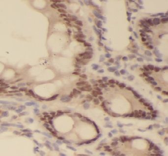 C5orf4 Antibody - BSA Free