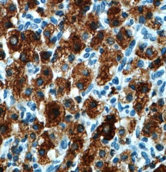 OSAP Antibody - BSA Free