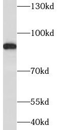 NOA1 Antibody - BSA Free