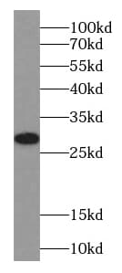 SMCO1 Antibody - BSA Free