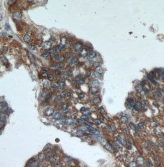 XXYLT1 Antibody - BSA Free