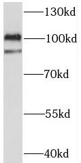 C3orf20 Antibody - BSA Free