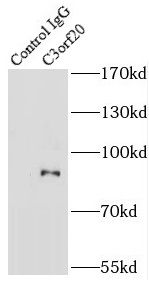 C3orf20 Antibody - BSA Free