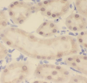 KANSL1L Antibody - BSA Free