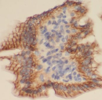 MAIP1 Antibody - BSA Free
