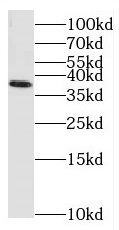 MAIP1 Antibody - BSA Free