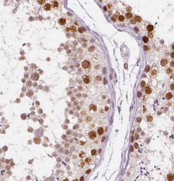 SYCE3 Antibody - BSA Free