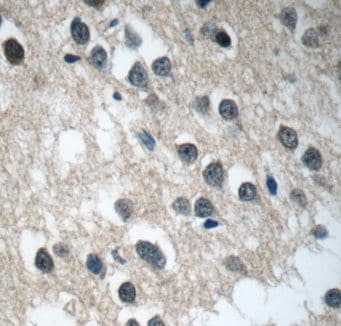 C21orf58 Antibody - BSA Free
