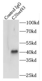 Replication Termination Factor 2 Antibody - BSA Free