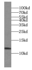 PPDPF Antibody - BSA Free