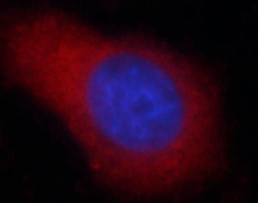 PPDPF Antibody - BSA Free