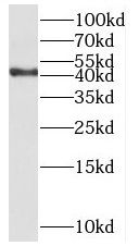 Nucleolar Protein 4 Like Antibody - BSA Free
