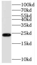 TCEANC2 Antibody - BSA Free